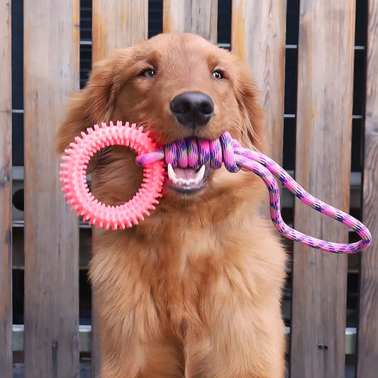 Dog Training 